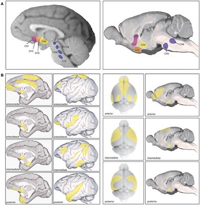 Evolution in Neuromodulation—The Differential Roles of Acetylcholine in Higher Order Association vs. Primary Visual Cortices